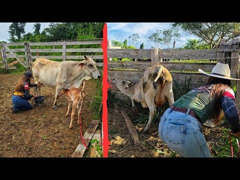 DOMANDO A PRIMEIRA VACA LEITEIRA DA NOSSA FAZENDA ‪@XINGURUSTICO‬