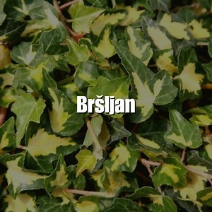 Bršljan - Otporna i jako dekorativna puzavica. Sa ovom biljkom lako ćete sakriti neželjene delove u vrtu ili na terasi, a i skloniti se od radoznalih pogleda.😊 Podelite drugima, budite hortikulturni. 🌺Cvetni pozdrav🌺 #cvetnipozdrav #bršljan | Biosan vrtni centar
