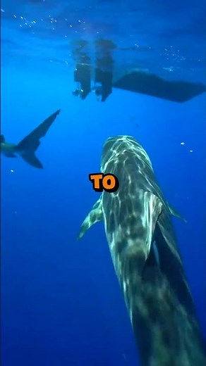 Shark attack! Diver's reaction is WILD 🦈 | #short #youtubeshort #fyp