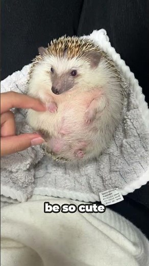 Cute Hedgehog Facts You Need to Know! #hedgehog #cuteanimals #africanpygmyhedgehog #hedgehogfacts