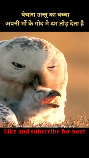 The poor baby owl dies in its mother's lap | 😮 #shorts #holliwood #movieexplained #animals