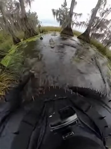 Survival Stories in the Wilderness: Nature Documentary