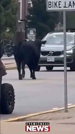 HOLY COW: Cow spotted roaming UI campus