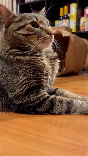 🐾Cat Video Compilation🐾 Adorable Cat Moments 🐾 Funny and Cute Cats That Brighten Your Day #catvideos
