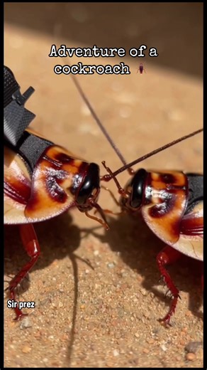 Exploring the Unique Lifestyle of Cockroaches