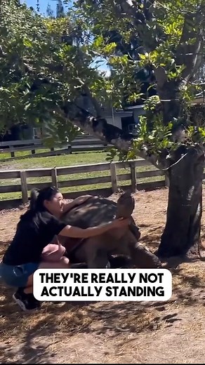 What happens when you rub your tortoise's shell? I think that this is one of the best ways to really see how big tortoises are when they're standing. 🐢 | Florida Iguana and Tortoise Breeders