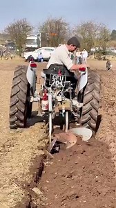 The little grey Fergie transforms farming tasks