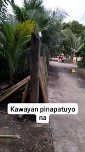 Nagpapatuyo na tayo ng kawayan! | Rhussel's Bahay kubo modern design