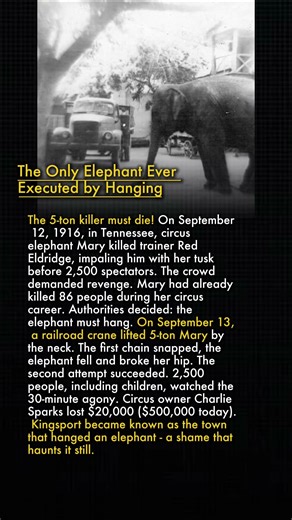 🎪 The Circus Elephant That Killed 86 People and Was Hanged 😱⚡