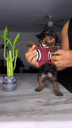 Innit ft. The Phantom Toy Poodle Latte #innit #poodle #toypoodle #puppy #phantompoodle #blackandtanpoodle #xpurebreds #xdesignerbreeds #caninecurator #reels #dallas #dogbreeder #texas | X-Designer Breeds