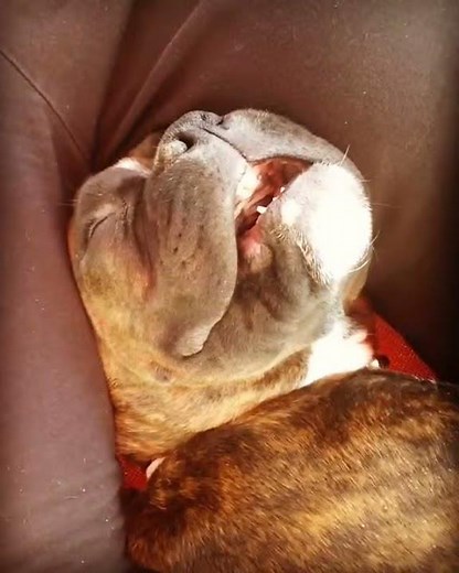 Dog Sleeping and Snoring Funny