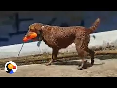 Dog Plays Catch with Himself | The Dodo