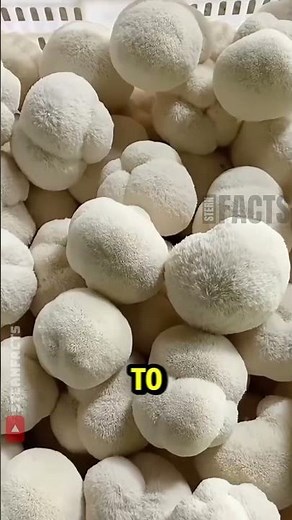 Rare Monkey Head Mushroom Found in the Wild 🍄