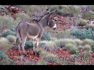 DONKEY CULL 2 Hunters Assisting Farmers Series Culling Donkeys in Remote Outback Efficient Effective