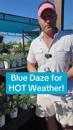 Blue Daze is the hot weather flower you MUST HAVE! https://shop.dothannurseries.com/item/447744011136/Blue-My-Mind-Daze-QT | Dothan Nurseries Greenhouse, Gardens, and Gifts