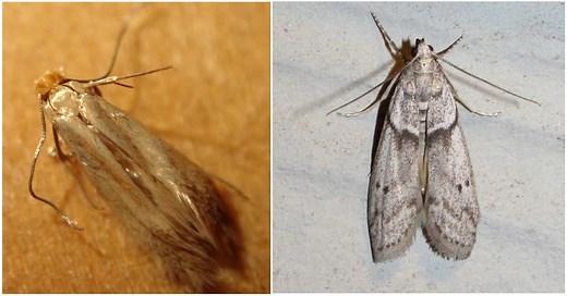 Mites de vêtements et mites alimentaires : comment faire la différence ?