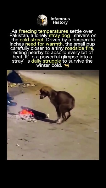 STRAY DOG SEEKS WINTER WARMTH