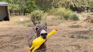 Donkey Happily Prances Around With the Rubber Chicken He Got for Christmas