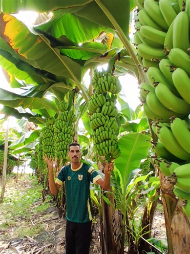 #Banana #Agriculture #Nature #Farming #PourToi