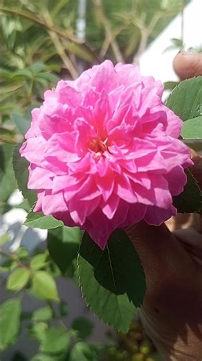 #லைட் பிங்க்#பட்டன் ரோஜா செடி அப்டேட்#light pink button roja plant update#shorts