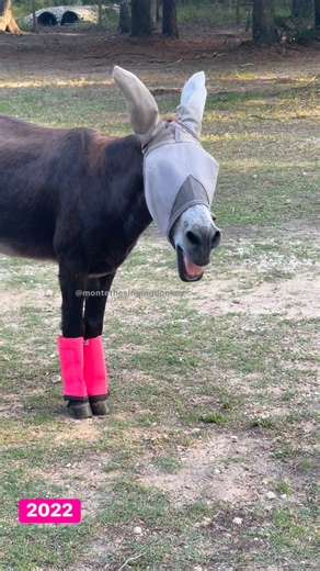 Mash monsters every morning. Without fail 😂🩷. ✨He was wearing a fly mask to protect his delicate eyes and ears, and he could see PERFECTLY FINE out of it.✨ ✨ He was wearing fly boots to protect his delicate legs and skin. He walked and played PERFECTLY FINE.✨ #montethesingingdonkey #donkeysofinstagram #donkeylove #donkeyoftheday #donkey #smallstandarddonkey #texas #ruggletards #ruggletardranch #bray #donkeybray #equidermaambassador #rescuedonkey #seniordonkey #longears #donkeylove #turdherd #e