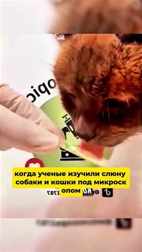 Слюна собаки и кошки#islamicviralvideo #islamicreels #islamic_video #creatorsearchinsights #hadis