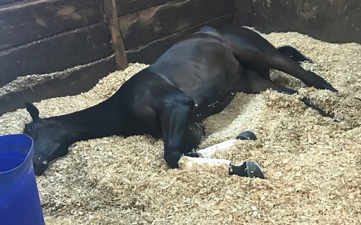 Why Do Horses Sleep Standing? Understanding Horse Sleep & REM