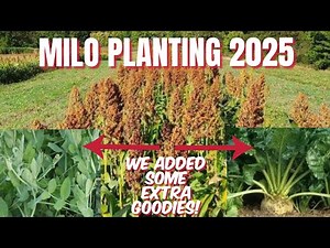 MILO FOOD PLOT PLANTING 2025