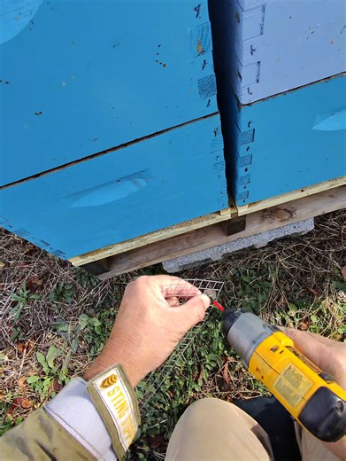 protecting my hives with mouse guards | Moon's Gold Apiary