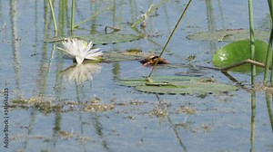 A white water lily in the swamp at the Orlando wetlands in Florida Stock Video