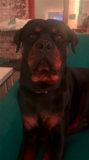 Dave Gutter on Reels