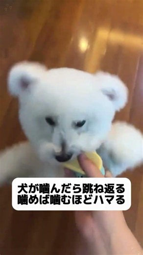 お気に入りの靴を守りたい飼い主さん、集合！ このスリッパおもちゃ、犬のストレス発散にぴったり🐶 #ペットグッズ#噛むおもちゃ#知育玩具#天然ラテックス#ペット用品