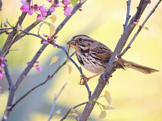 How to Identify a Song Sparrow