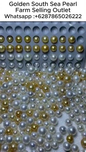 Indonesia Dark golden south sea pearl farm distributor 👉 abdurrachim com 👉 Phn +62 878 6502 6222