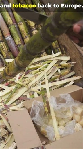 This Triangle Built Empires—And Broke Lives