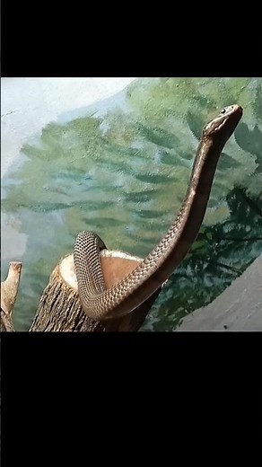 WARNING !!🔥#relatable#trending#snake#viral @SadaAdda-1000