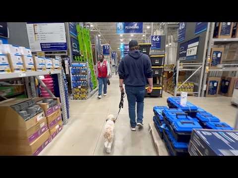 Best Dog Training Toledo, Ohio! 9 Month Old Cavapoo, Bella!