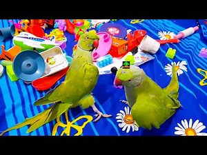 Super-Cute Green Parrots Having Fun
