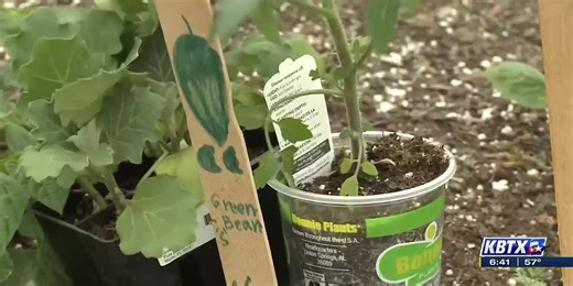 Weekend Gardener: A guide to help you decide when and what type of vegetables to plant