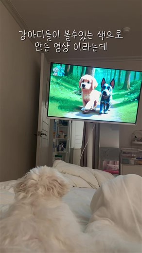 오리지널 사운드 - maltese_soap이(가) 포함된 maltese_soap (@maltese_soap) 님의 동영상