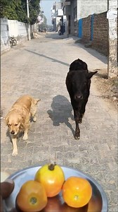 Tomato party with my favorite farm friends 🍅 #shorts #animalfriendship #dogandcalf
