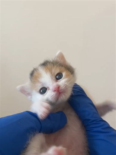 Hello, do you see me? | hello