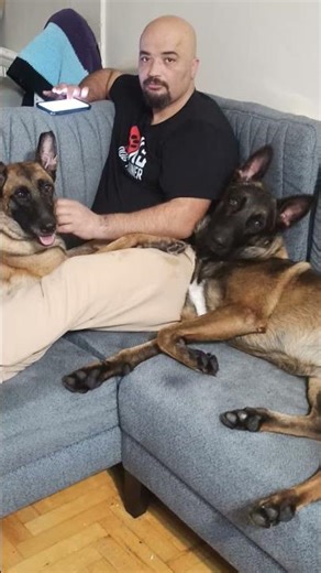 #keşfet #aboneolmayiunutmayin #takip #malinois #köpek #evdeköpekbeslemek #youtubeshorts #viralvideo