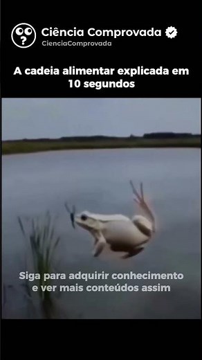 Como funciona a CADEIA ALIMENTAR