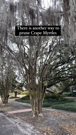 Hearts & Spade on Instagram: "Late winter (Feb/March) is the ideal time to prune Crape Myrtles here in coastal NC (zone 8b). It’s common to see the tops of these trees wacked off or “topped”. While these trees will bounce back from severe pruning, it can reduce bloom time, delay flowering and lead to weaker branches which increases the risk of pests and disease. Plus - how gorgeous are these trees in their natural form adorned with spanish moss?! Pruning tips: - First determine if your Crape Myr