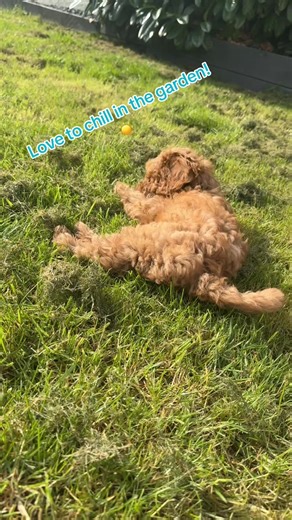 Freddie is happy the sun is finally out!! Garden time = best play time! ☀️ 🌺 #doggo #puppies #cavapoo