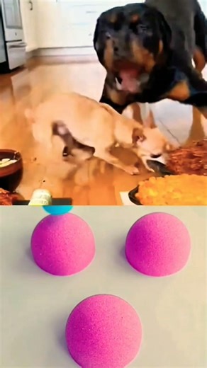 Chihuahua vs Rottweiler Fun #trending #chihuahuafanclub #pets #shorts #shortsfeed #viral #puppyvideo