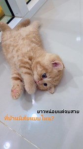 😍😍😍😍🍊🍊🍊🍊🍊🍊 | Castle Sea Cattery: British Shorthair บริติช ชอร์ตแฮร์