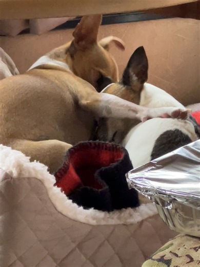 BuddyBuddyBuddyBoy on TikTok