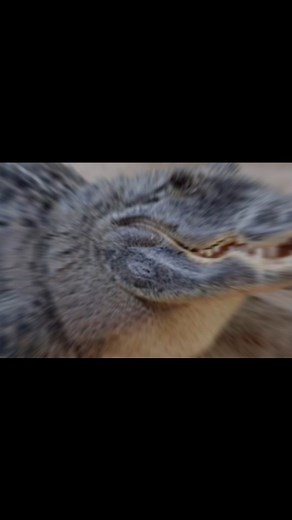 Heart Hub on Instagram: "🐊🎀🎀 Alligator ❌ Arigato ✅ #instagram #trending #viral #instagood #explore #explorepage #trendingreels #reelsinstagram #foryou #fypage #fyp #love"